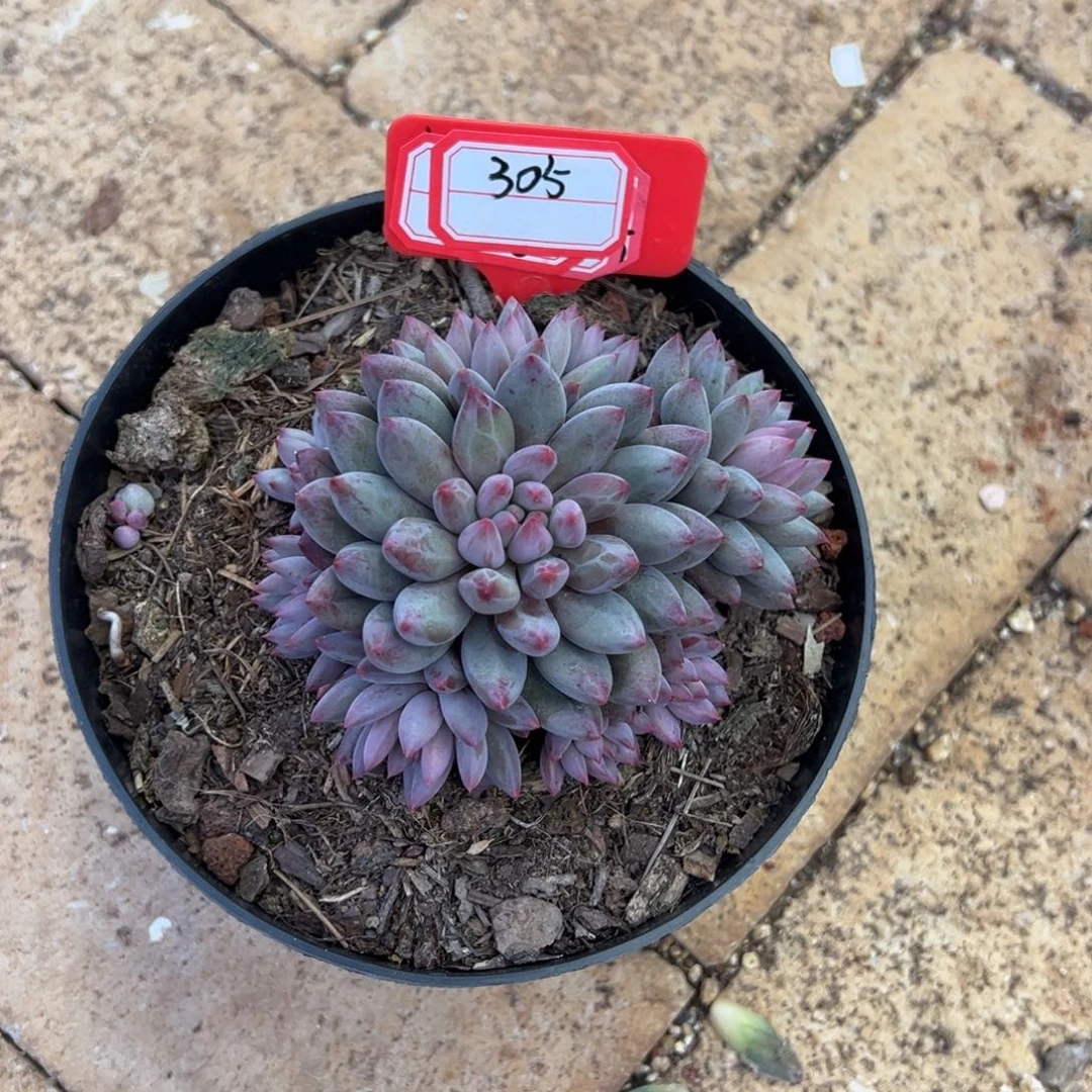 305捧花车厘子。