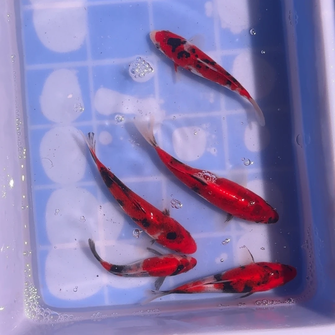 锦鲤精品锦鲤大放漏