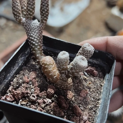 788处理自根团扇的