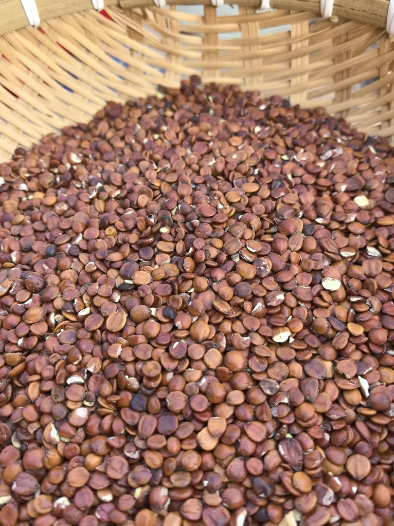 云南土特产 滋补农产品 酸枣仁