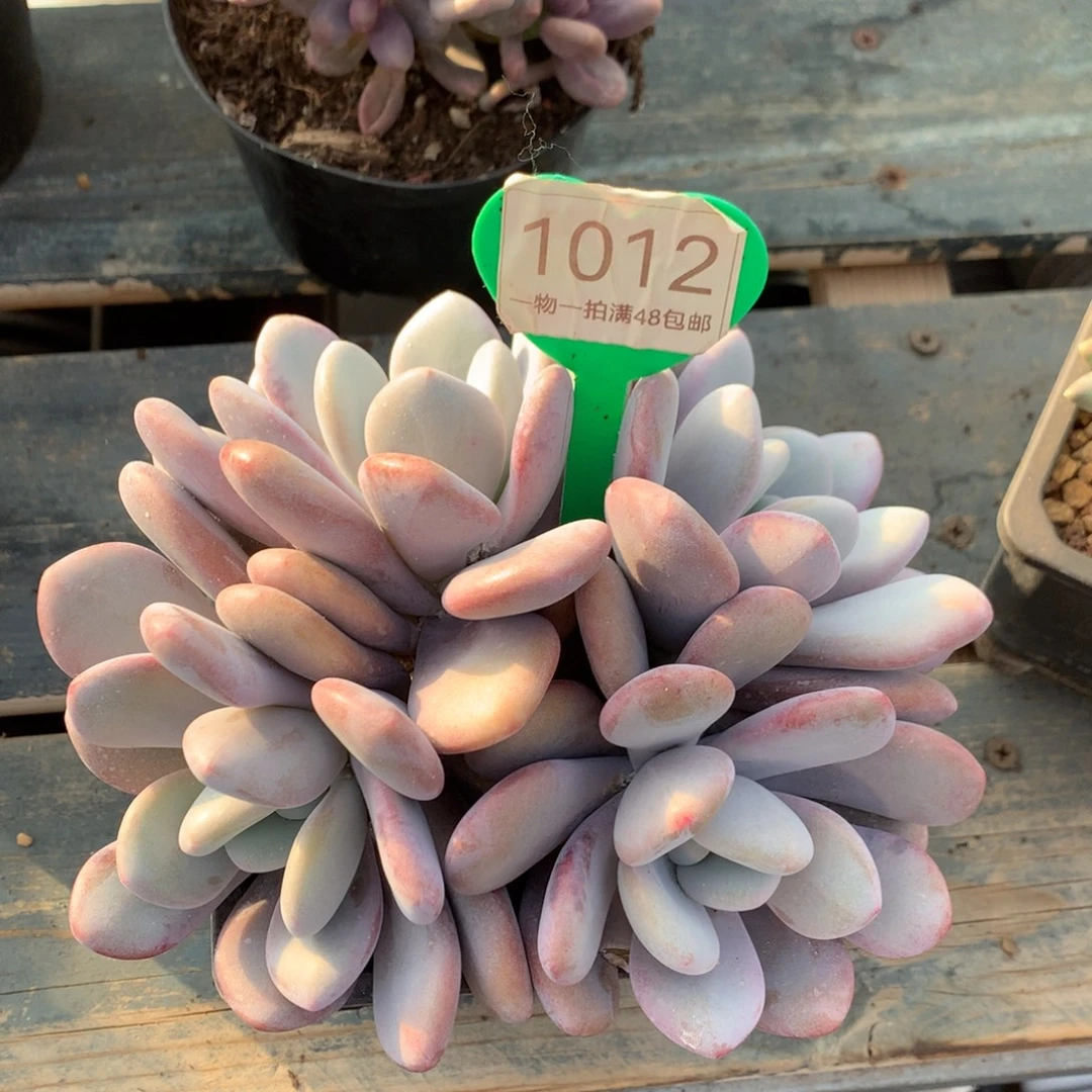 孔***金拉拉奶无砍平头1012