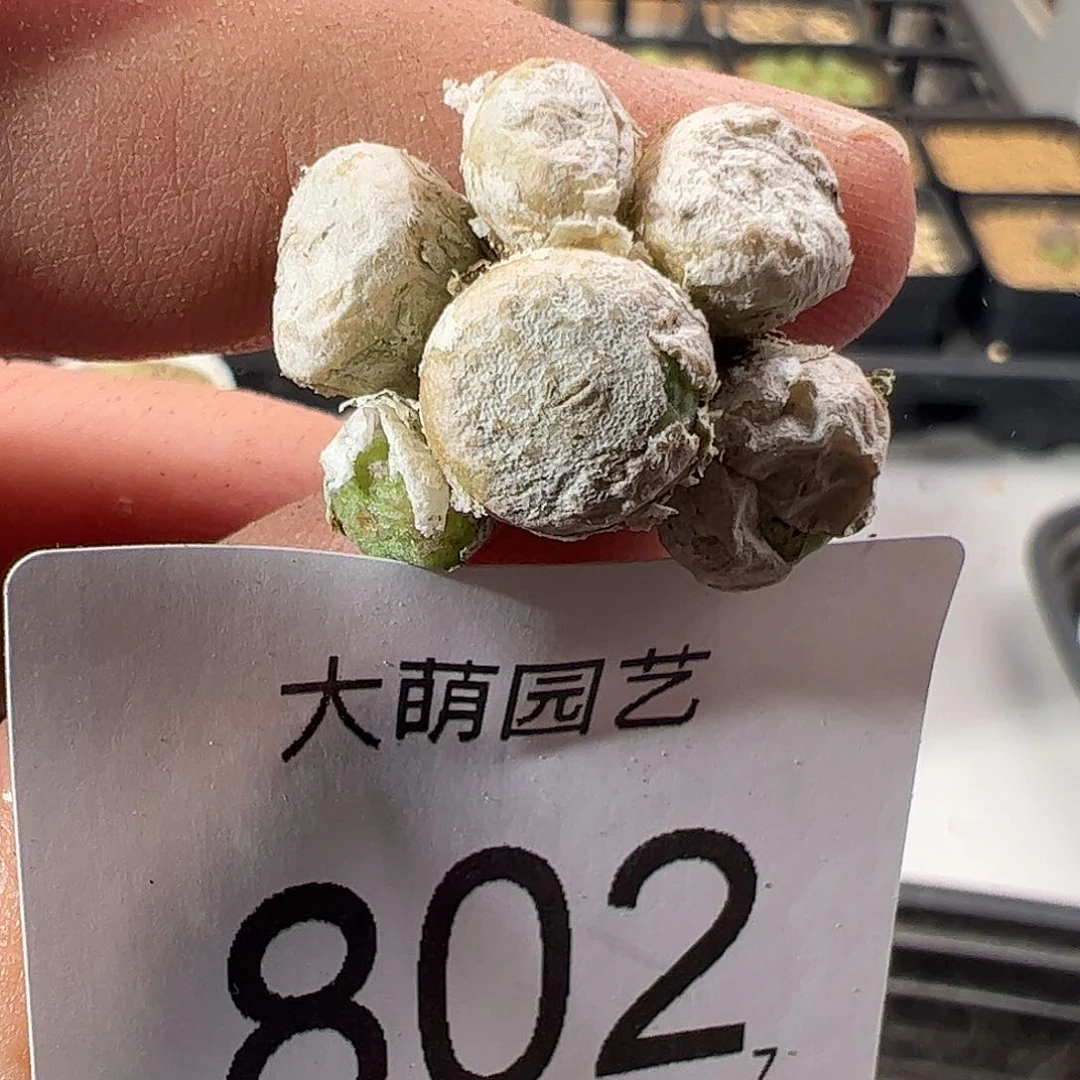 0000802 一物一拍……