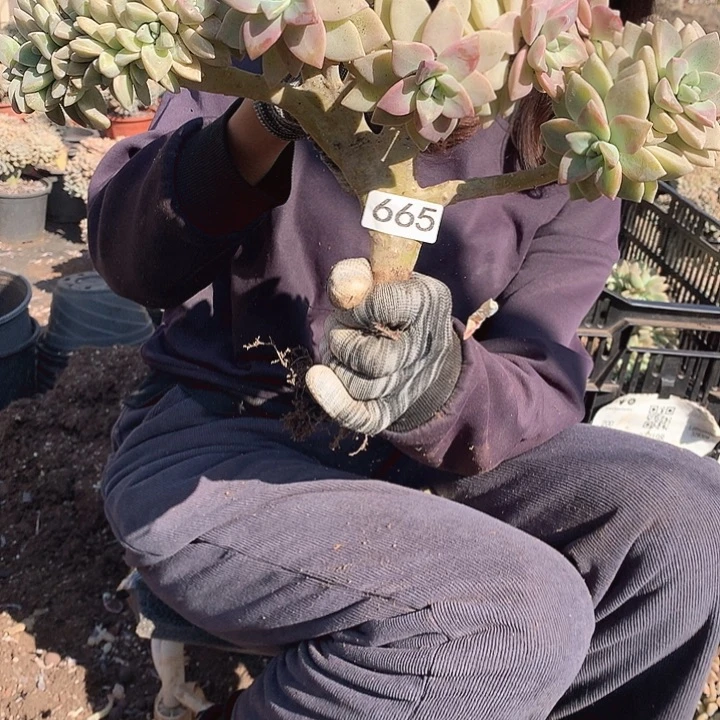 665 淡雪缀 一物一拍