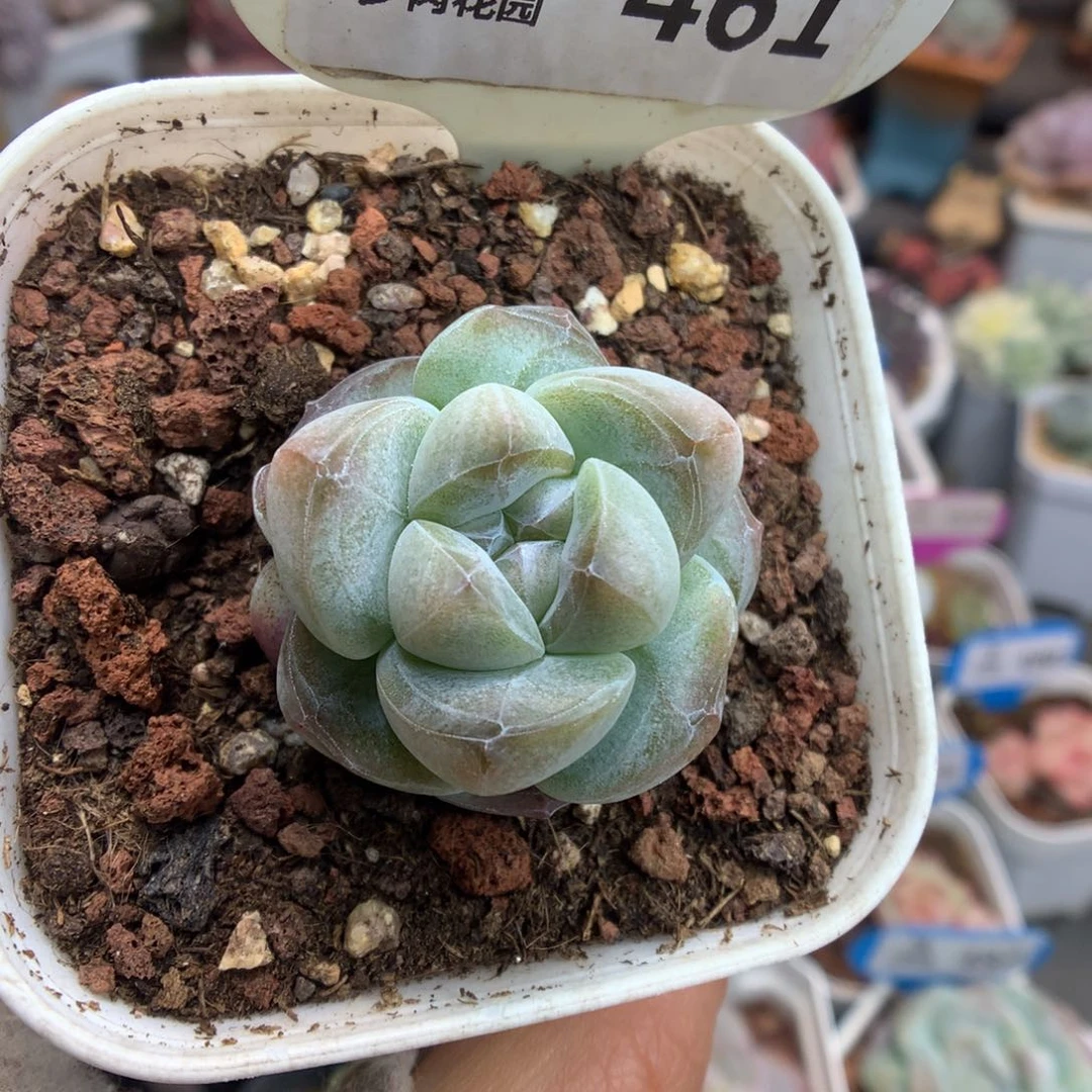 421翡翠冰玉多肉植物