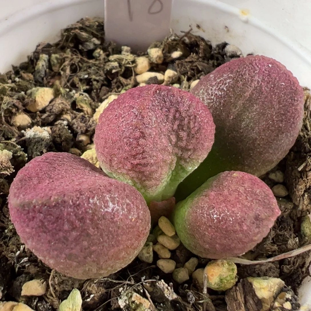 w糖果多肉植物水泡