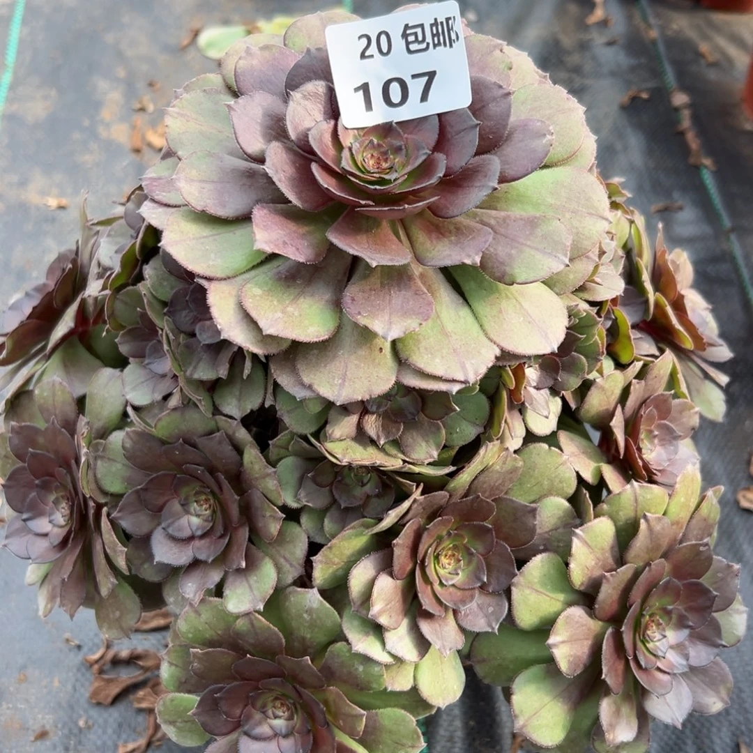 107红太阳，满20包邮嘟叮熊