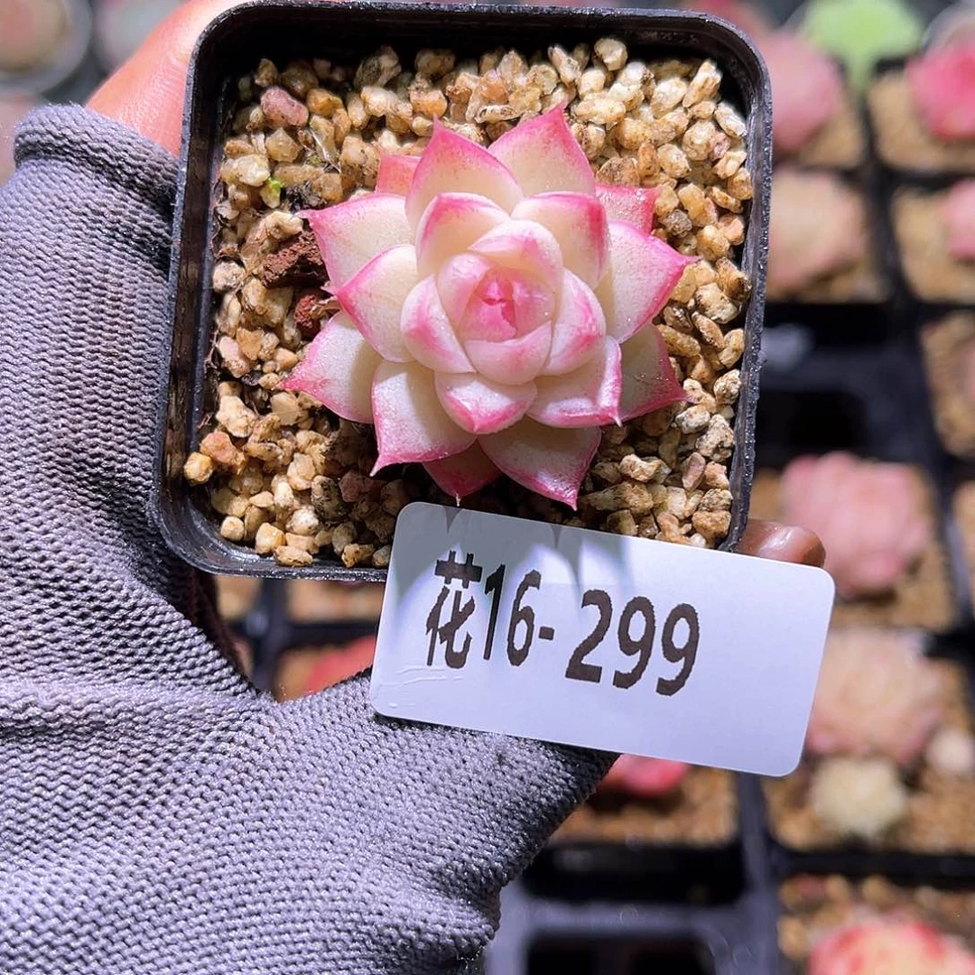 花16-299女王单头