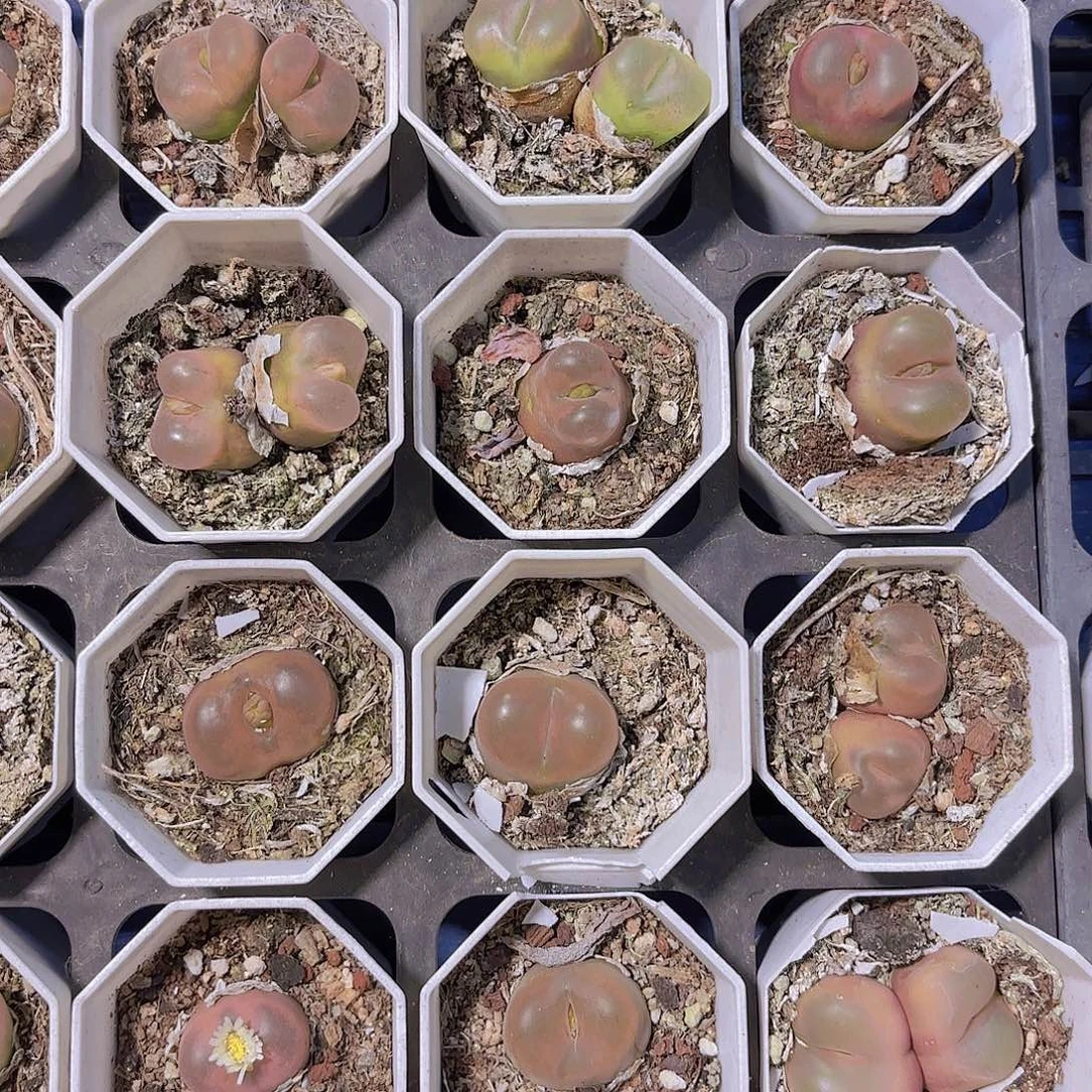 毛汗尼一颗量拍1111