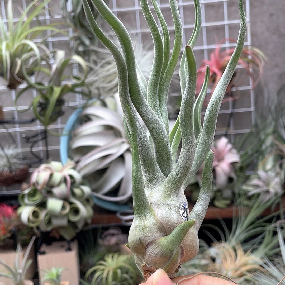 Wei美29号空气凤梨