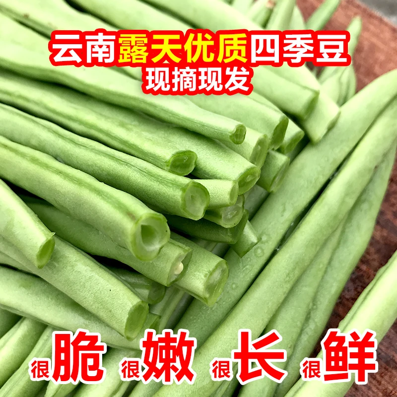 云南四季豆新鲜现摘豆角露天种植无筋豆豇豆当季农家新鲜时令蔬菜
