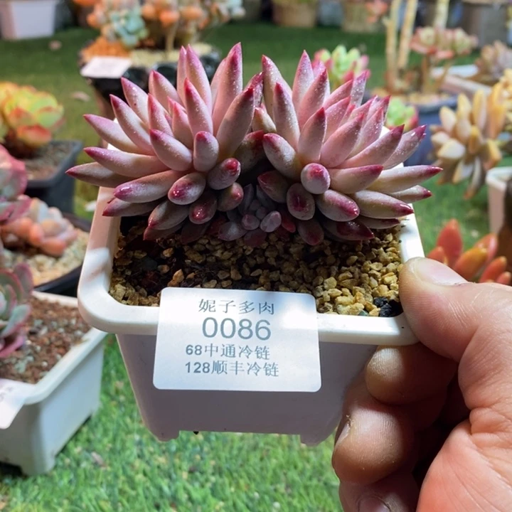 0086啊啊啊啊啊啊啊啊啊