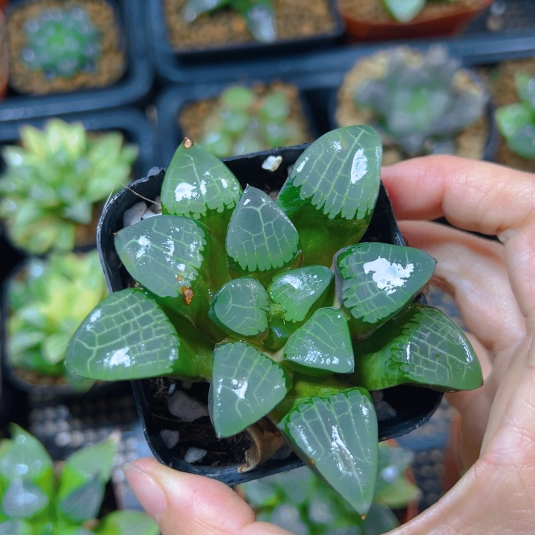 周***周2083多肉植物一颗