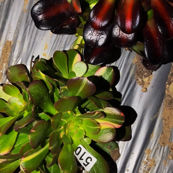 510七代邵修七彩多肉植物处理不售后