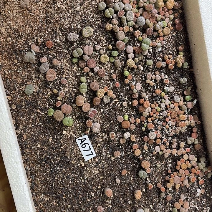 生677石花整筐脱土发货