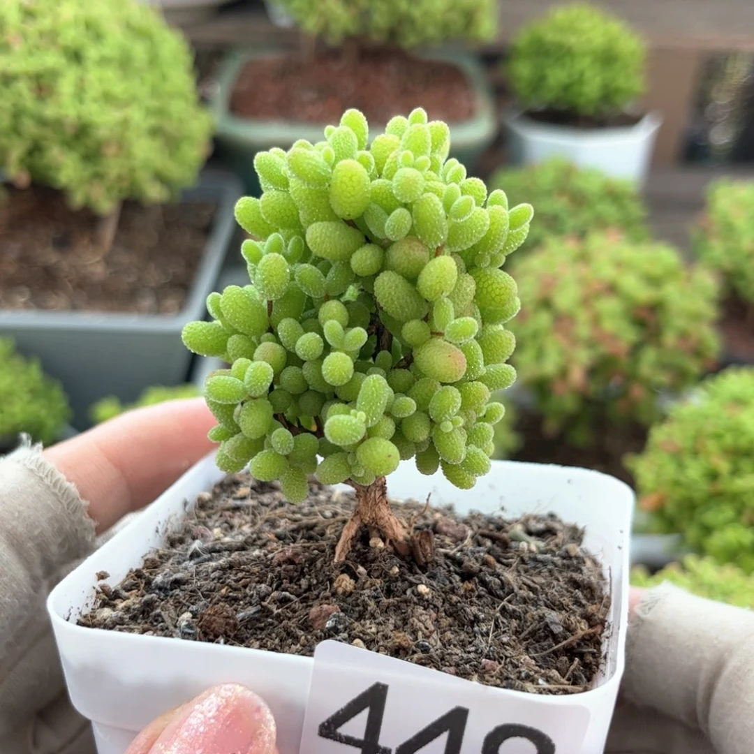 449金桔可爱多肉植物