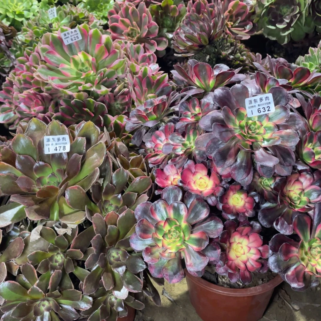 舞***心632-478两颗多肉法师断枝不包