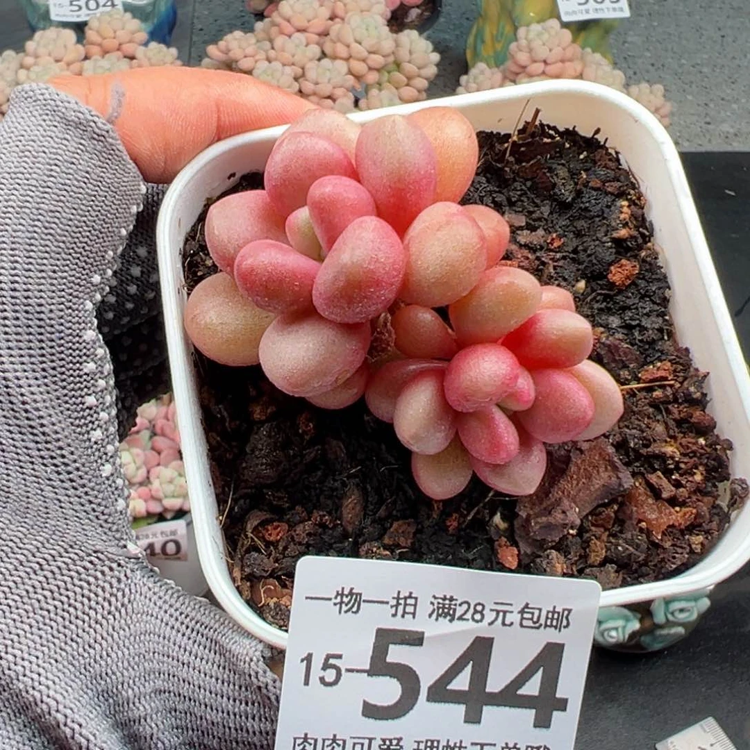 先锋派多肉多肉多肉多肉