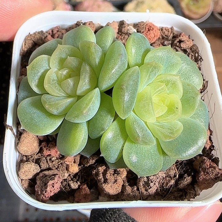 1119-----155无尽灯