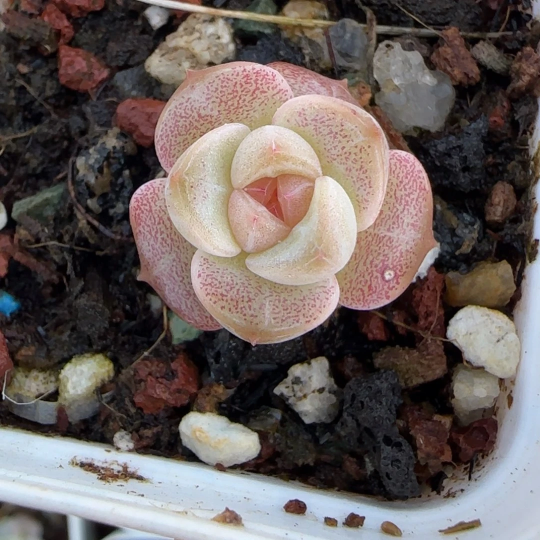 小卡拉米糖心一物一拍