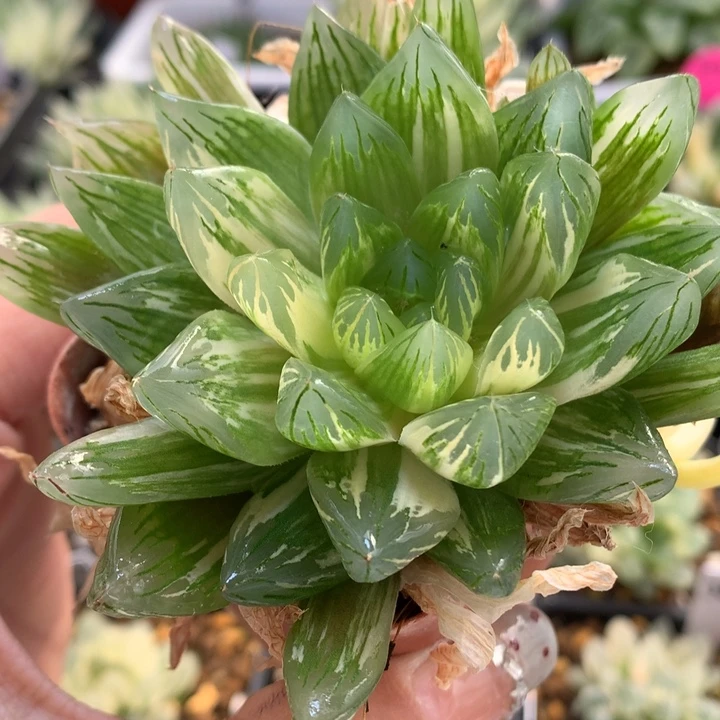 花火玉露锦带盆土发货