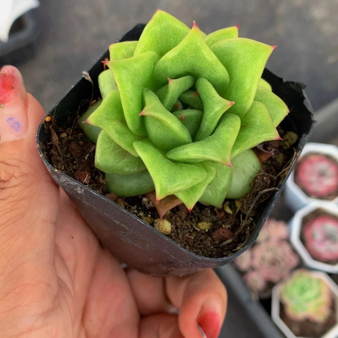 （满9.99包邮）蔷薇玛利亚 精品 3-4cm数量有限 猫小姐多肉