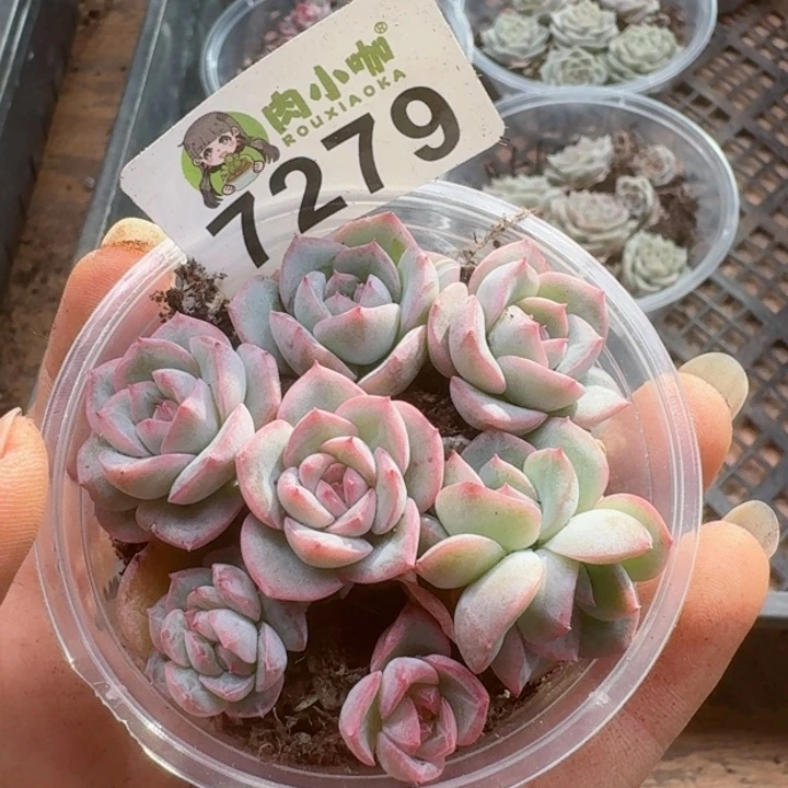 多肉植物多肉植物