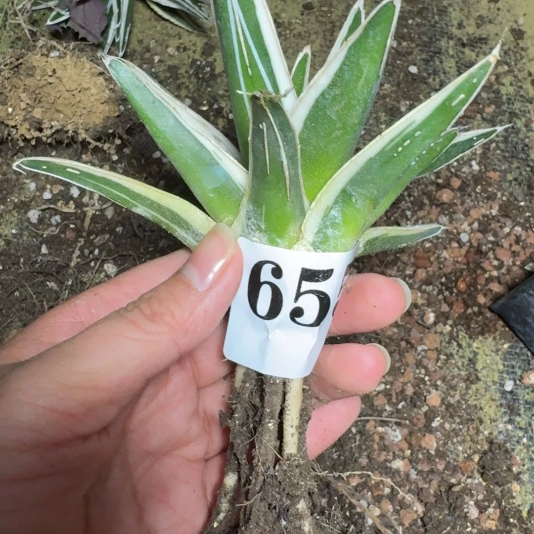 的***鹅冰山一物一拍多肉植物