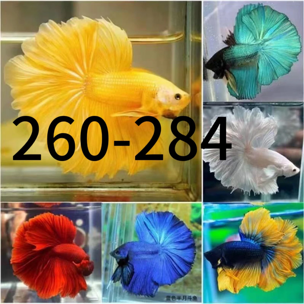 AA(260-AA289)泰国斗鱼，拍2单包邮拍1单发饲料一物一拍