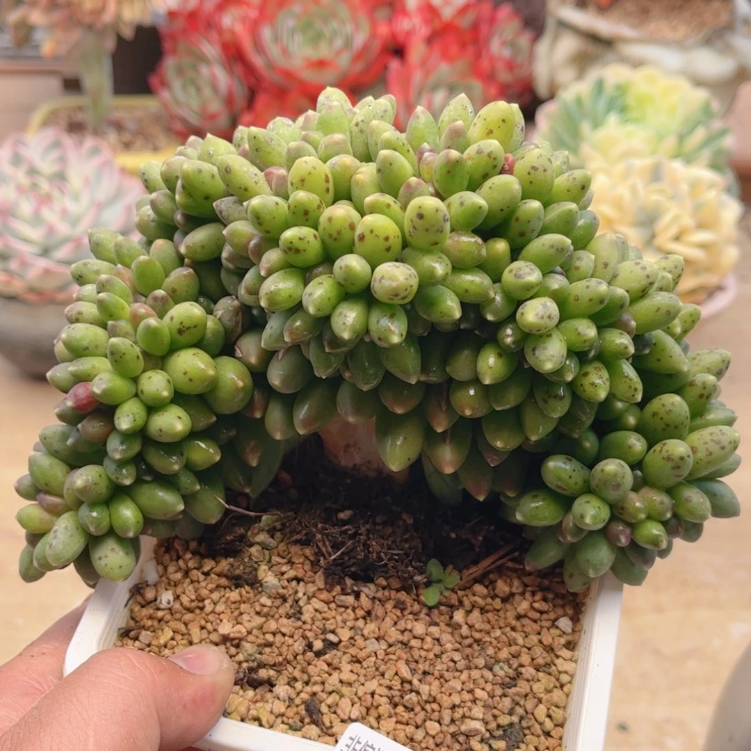 559千代田缀德华多肉