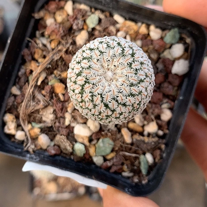 308 实生精巧殿2.7厘米