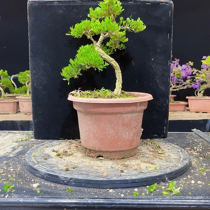 兰***湖无花朵黄杨盆景四季常绿