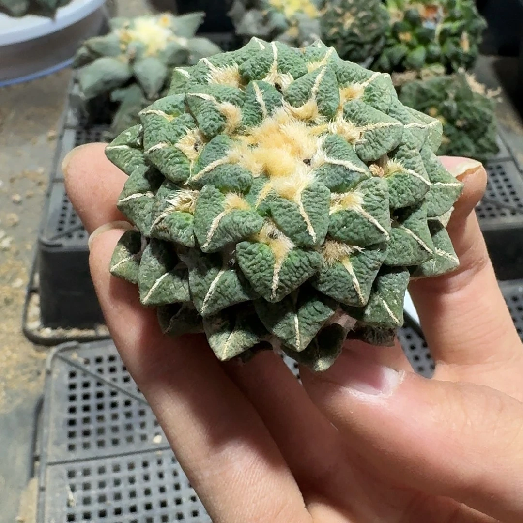 009号仙人球萝卜根