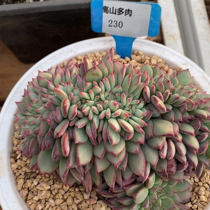 D230- 直播福利 红拉糖缀