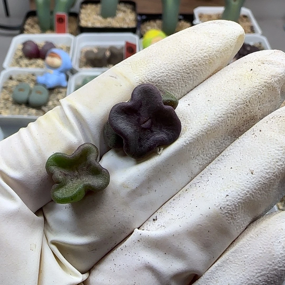 路***子11-20当天满38包邮花瓣方碗