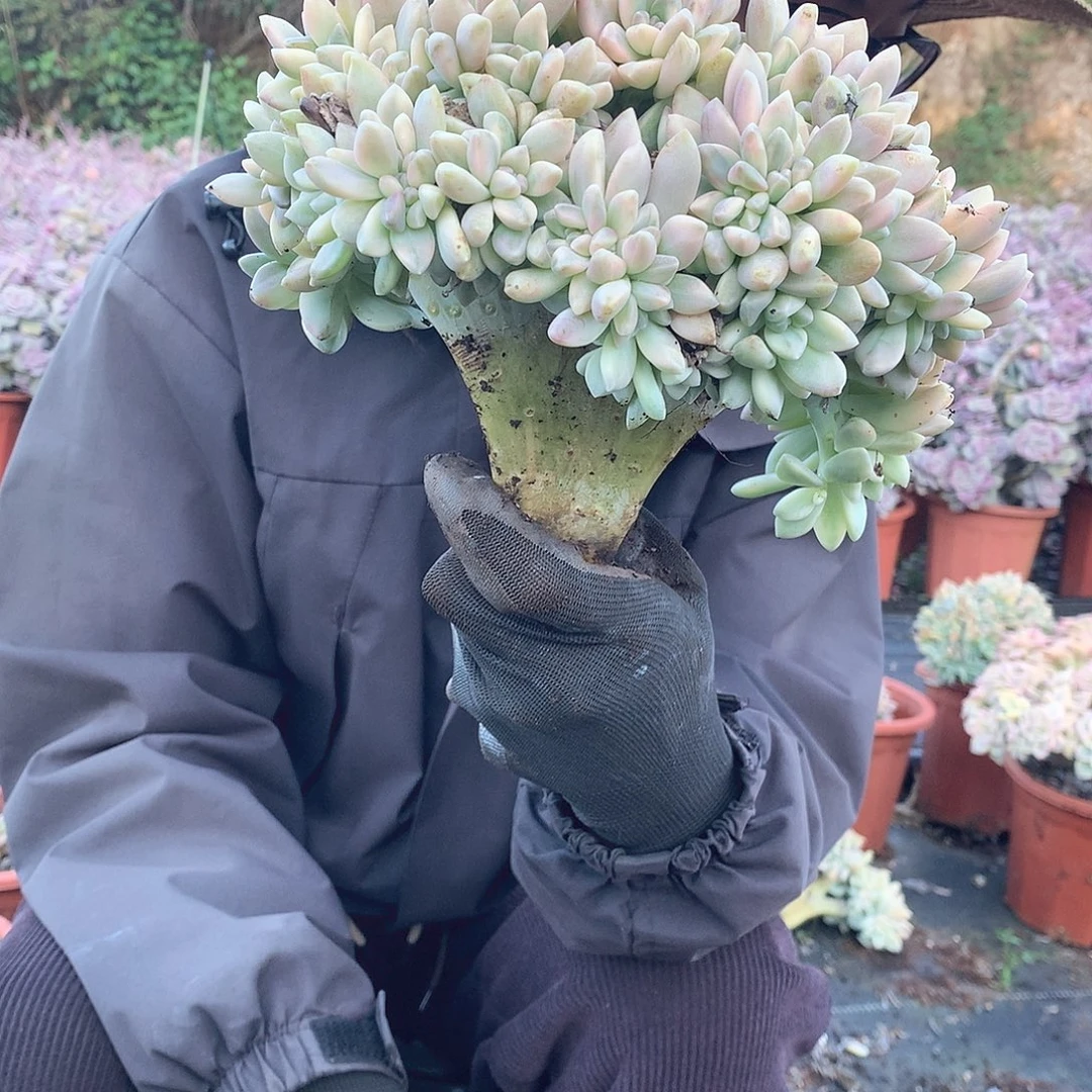289 淡雪锦缀 一物一拍