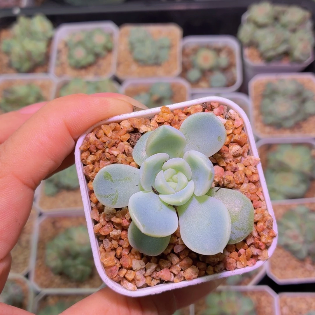 白昼多肉植物单头