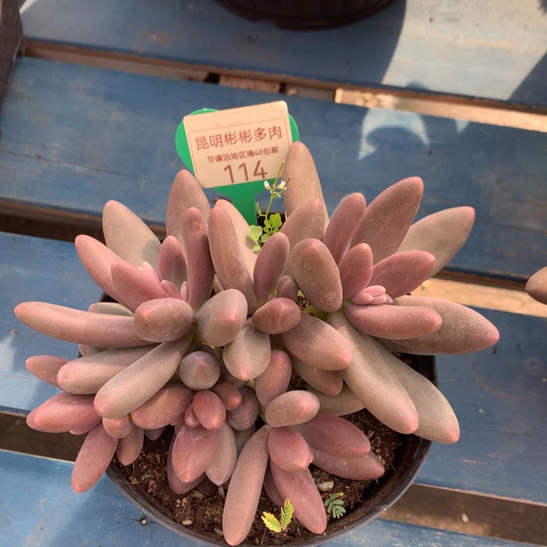 糖果美人老桩无砍114