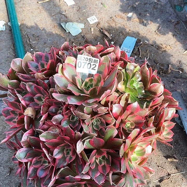 0702 一颗女神法师