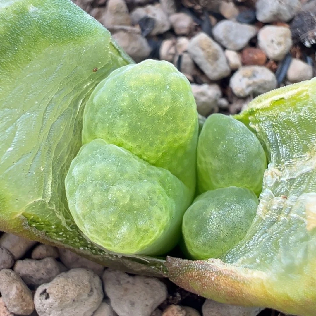 雪绒花风铃多肉多肉