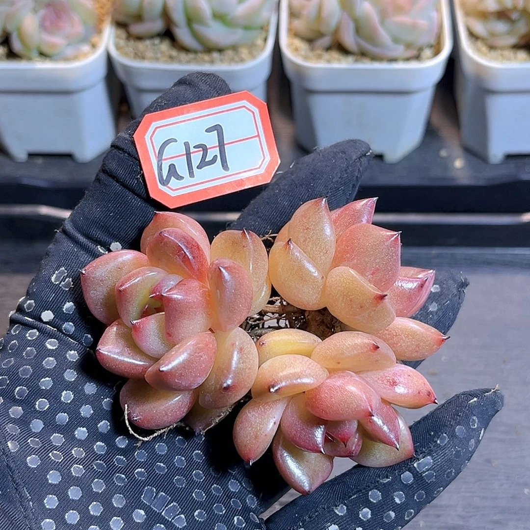 G127 一物一拍 珍妮 孤品 散