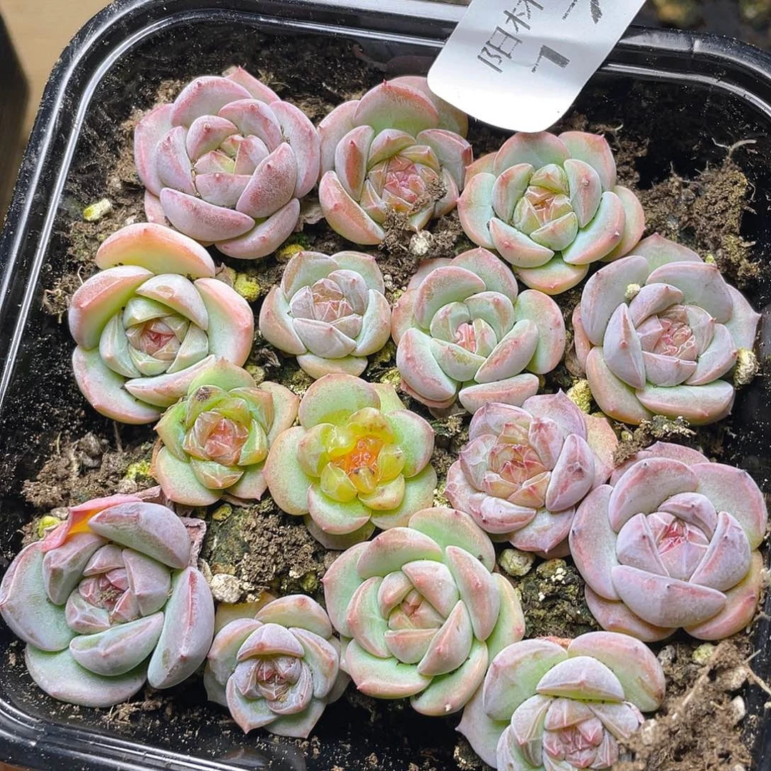 多肉植物多肉植物170
