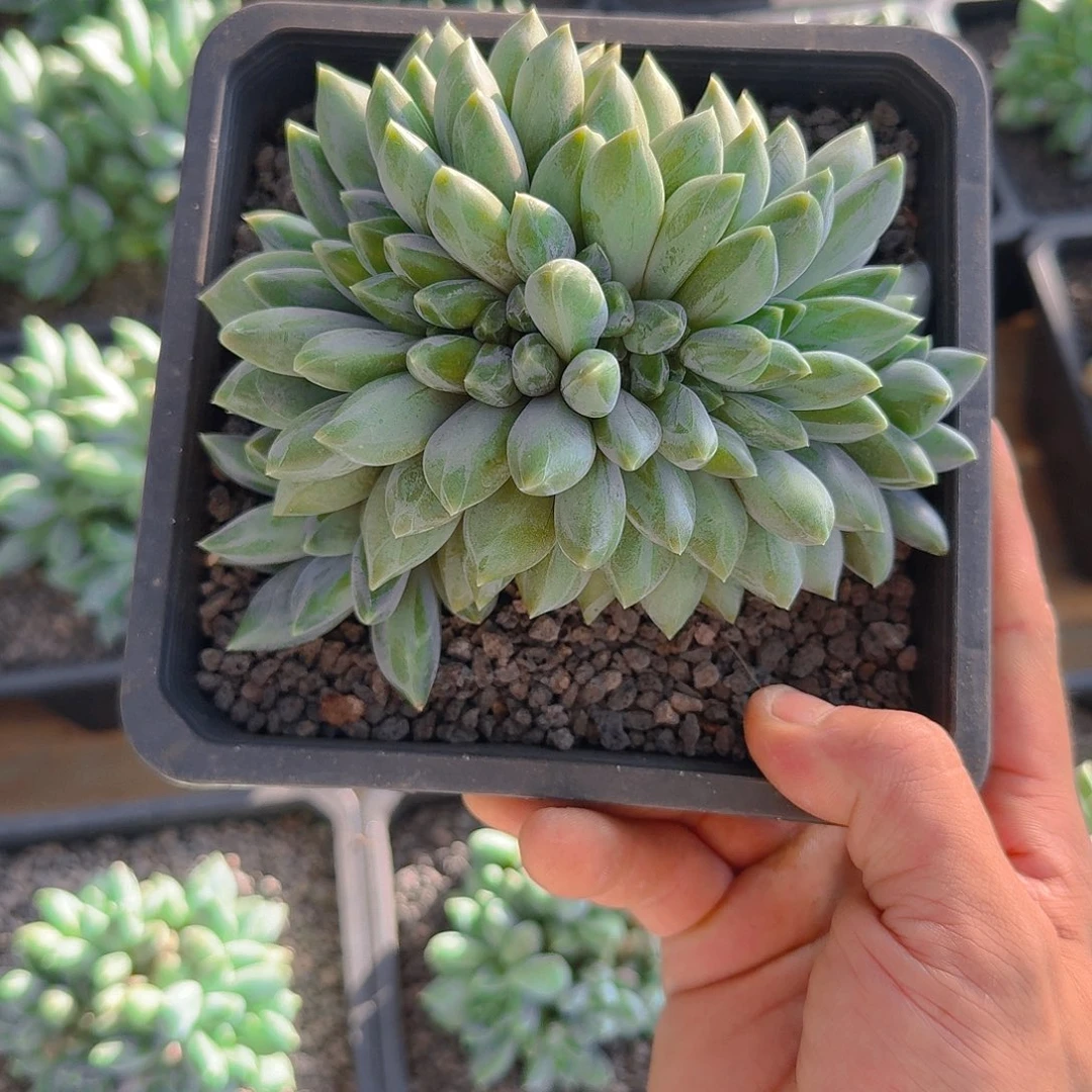 重楼缀福利1111111111111