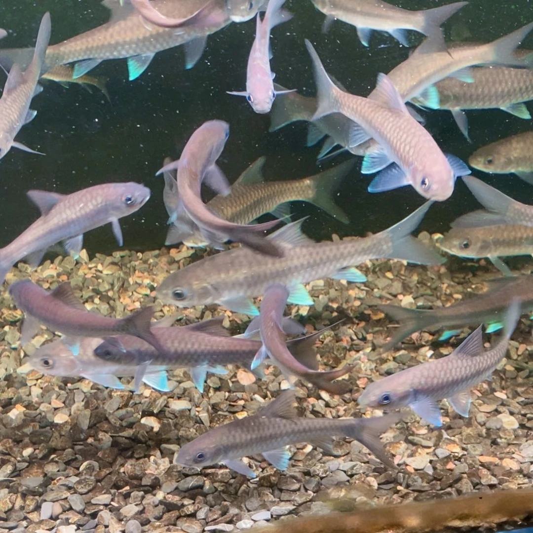 蓝吉罗的鱼苗袋子