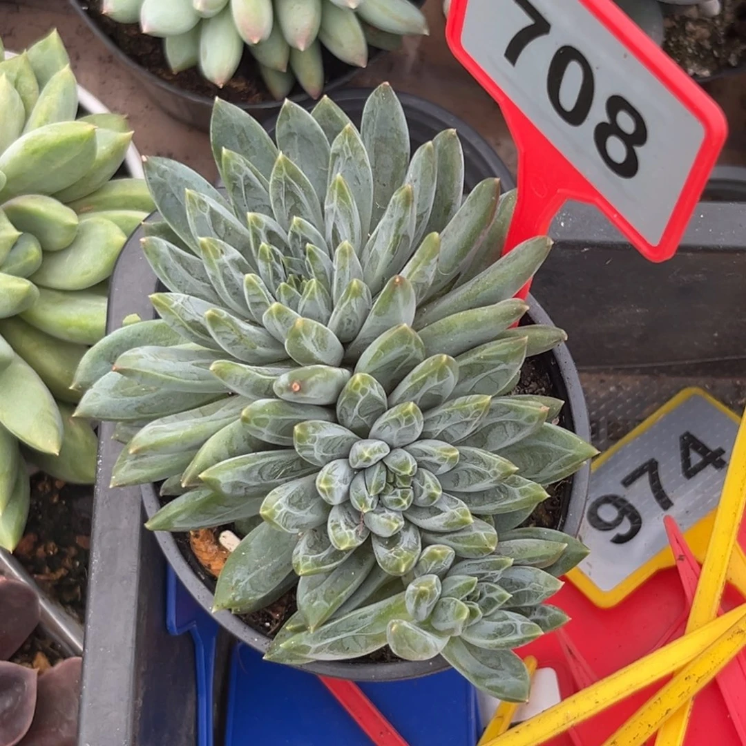 多肉植物雪花美人708