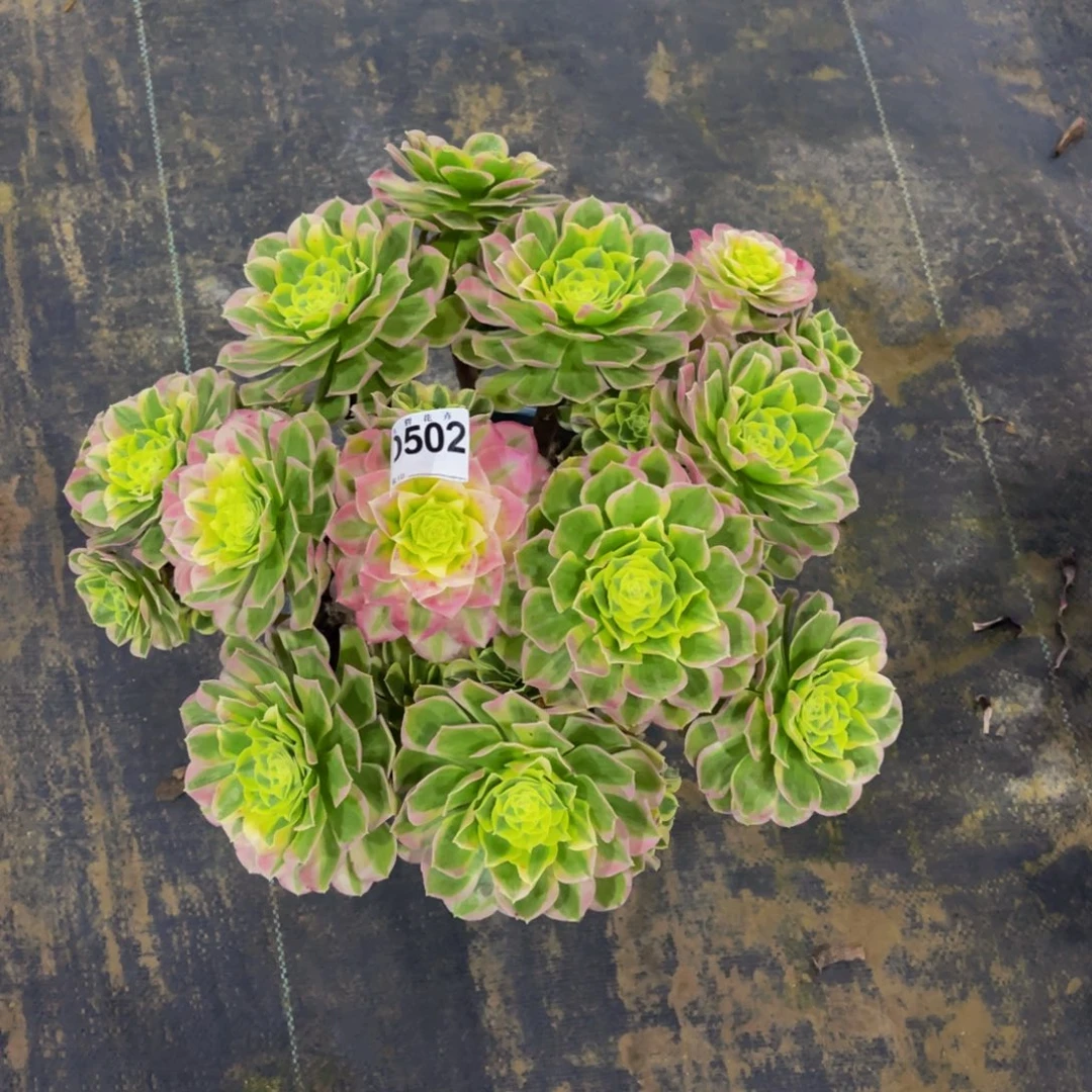 50200镜花水月福利