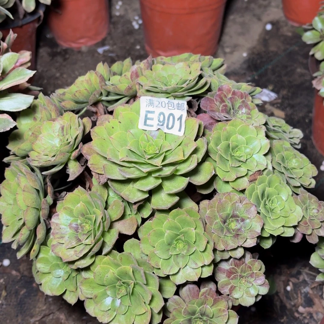 901多肉植物捧花的
