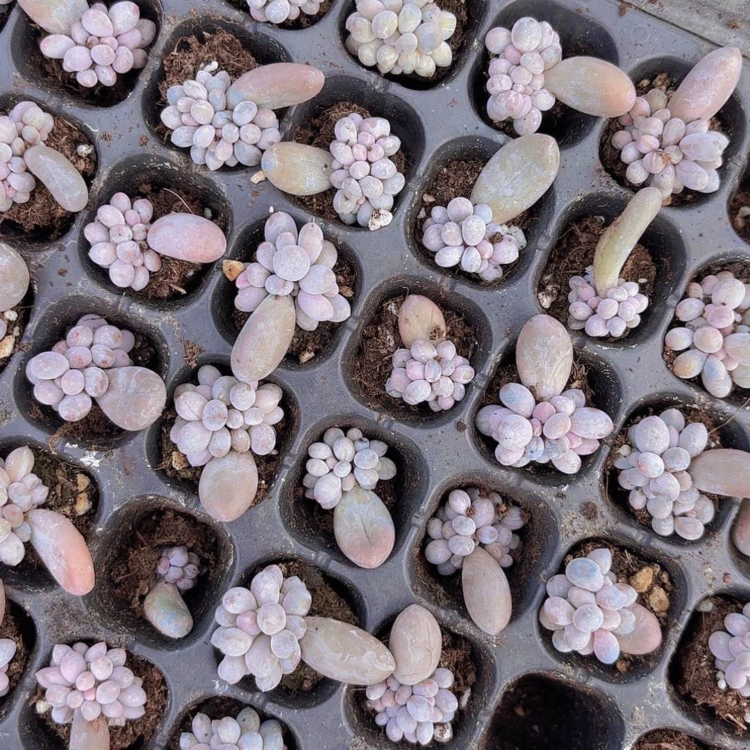 蛋黄奶群一颗量拍