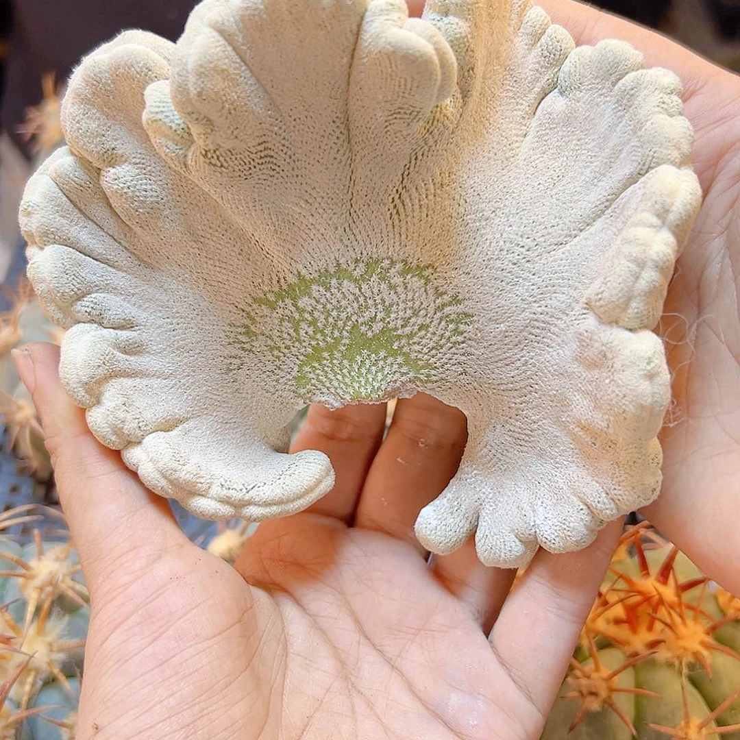 2号苗接小人帽子缀化无根12公分