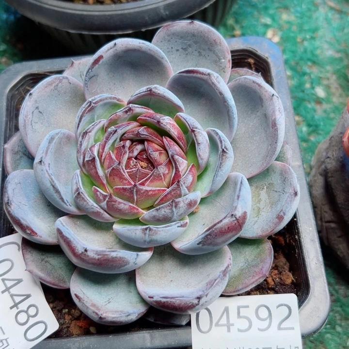 幸运的是我没有遇到你的时候