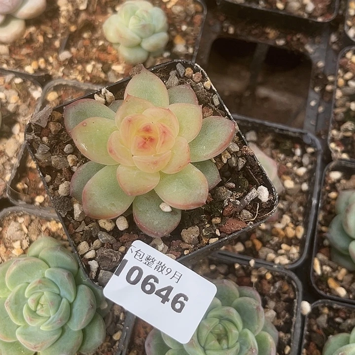 是***呀阿雅园艺。          646